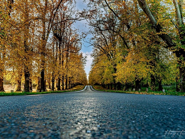 A talented shot, capturing the 'driving through Clumber Park' POV.