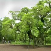 The Major Oak at the heart of Sherwood Forest.