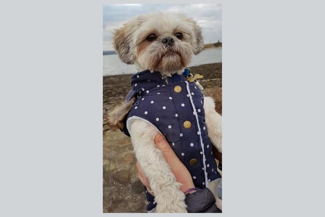 Mandy Johnson said: This is Ollie, he is three years old, a shih tzu and he is my best friend in the whole world! He travels everywhere with me, up mountains and he’s even been camping.