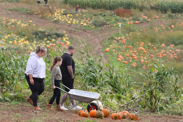 Families flocked to the pumpkin patch to pick the best ones for Halloween.