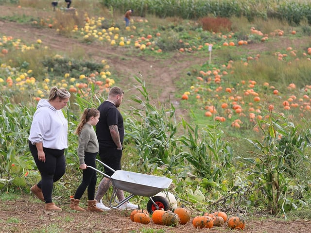 Families flocked to the pumpkin patch to pick the best ones for Halloween.