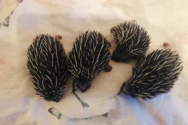Last year, Scotland’s animal welfare charity saw a record number of hedgehog admissions to its dedicated wildlife hospital. Almost 2,500 hedgehogs were cared for over the year and in September and November 2019, almost 1,000 hedgehogs needed taking in and looking after.