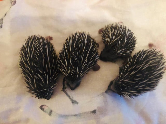Last year, Scotland’s animal welfare charity saw a record number of hedgehog admissions to its dedicated wildlife hospital. Almost 2,500 hedgehogs were cared for over the year and in September and November 2019, almost 1,000 hedgehogs needed taking in and looking after.