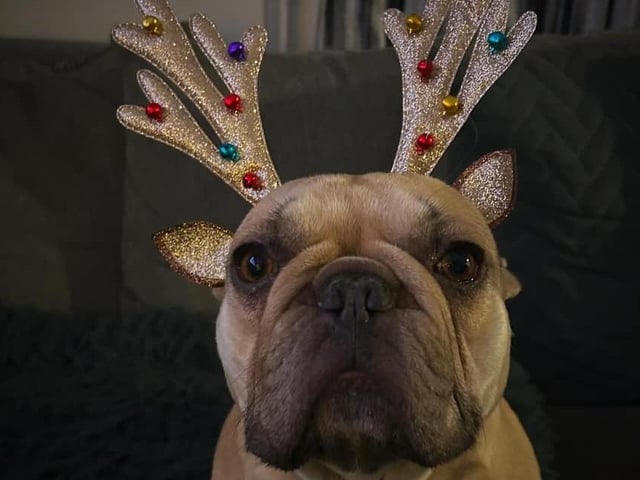 Daisy is ready for Christmas. This photo was shared by Shannon. Adorable!
