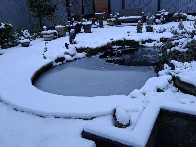This Mansfield garden looked like a winter wonderland.