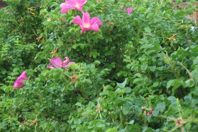 Japanese Rose. Photo by Max Wade, Property Care Association.