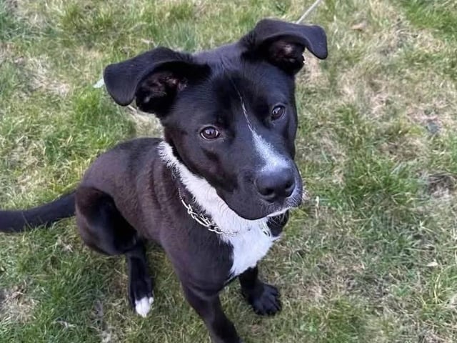 Meet Chase. Chase is a one-year-old mixed breed dog. He gets along well with other dogs but does not do well with cats. He is best suited for a household with older teenagers. As an active young boy, Chase is looking for a home where he can be guided to become the well-rounded and well-behaved dog he has the potential to be. With his striking black fur and distinctive white markings on his face, neck, and chest, he is undeniably handsome. His cheeky grin is full of mischief, promising to bring adventure and joy to his future adopters.