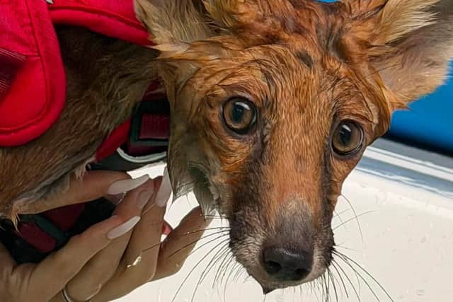 Chance is having hydrotherapy sessions at Mansfield Canine Centre