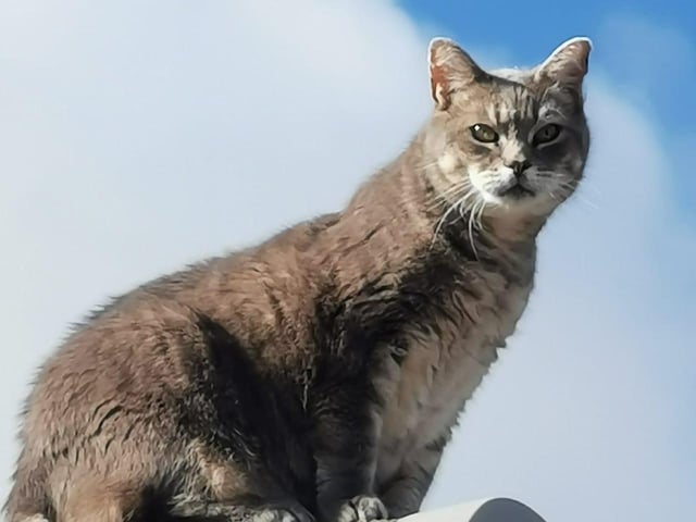 Karoline adopted Harry from Mansfield Cat Rescue. Harry had a history of spending about 10 years on the streets of Nottingham and then had a year in foster care.