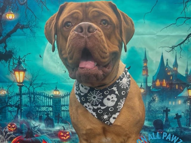 Check out this adorable cutie modelling a spooky-themed bandana.