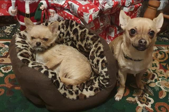 Copper and Snoop