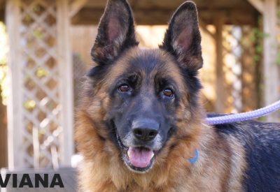 Meet Viviana. She is a five-year-old German Shepherd. She is a beautiful, affectionate lady who is playful and has bounds of energy. She is looking for an active family with experience of large breeds and  who are able to continue her training in all area’s including house-training.
Vivianna is a strong girl and has known to be destructive when left for long periods, so she would prefer someone at home most of the time. She craves attention and enjoys human company, she can be shy with new people, but once she knows you, she is a confident, loving dog and in the right home will make a fantastic, loyal companion. She cannot live with cats or dogs, but may live with secondary school age children. To adopt her see: https://rspca-radcliffe.org.uk/animal/viviana/