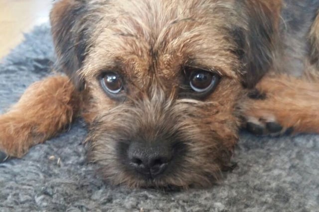 Owner Curtis Lee Abbott sent in this photo of Kipper, giving us a wonderful demonstration of 'puppy dog eyes'