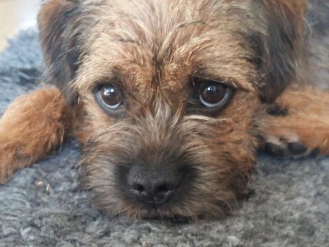 Owner Curtis Lee Abbott sent in this photo of Kipper, giving us a wonderful demonstration of 'puppy dog eyes'