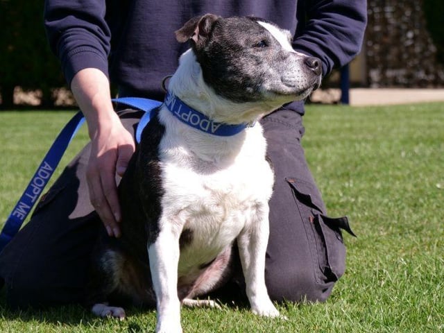 Meet Narnia, an 11-year-old female Staffordshire Bull Terrier. She is a truly precious girl with so much love and hugs to offer.
She is looking for a quiet retirement home, where she will be loved and spoilt. But she is also quite active and enjoys being out and about on walks.
Narnia is looking for somebody who is at home most of the time as she loves company.
She could be re-homed with a well socialised male dog, but not females. She cannot live with cats but may live with secondary school age children.
See https://rspca-radcliffe.org.uk/animal/narnia/