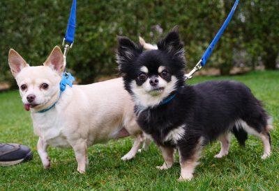 Meet female Chihuahuas Sheena and Lucy, who are six-years-old.
They are a beautiful bonded pair looking for a home together. Due to their previous owner’s ill health unfortunately Sheena and Lucy have found themselves looking for a new home. They are timid when you first meet them but Sheena is taking the lead and guiding Lucy who is shyer and more vocal.
When they both feel comfortable in your company they are lovable, sweet girls and love to curl up with you. They follow each other everywhere but also enjoy lots of human interaction and definitely miss their home comforts. They cannot live with dogs or cats, but  may live with secondary school age children. To give them a home see: https://rspca-radcliffe.org.uk/animal/sheena-lucy/