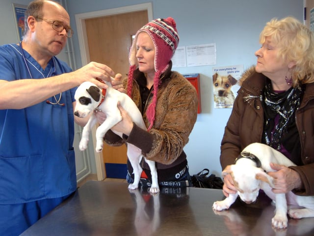 Vet Ian Neville examines puppies Damian and Saphire with owners Olivia Burton and Beverley Edwardson at the PDSA Hospital at Attercliffe in 2009