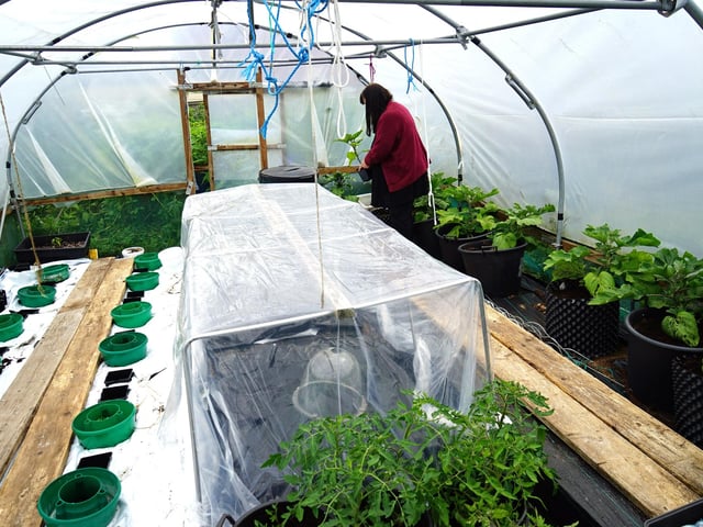 Polytunnels are permitted on site.
