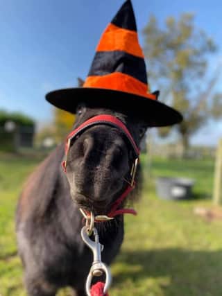 Adorable Buttons goes trick and treating this Halloween
