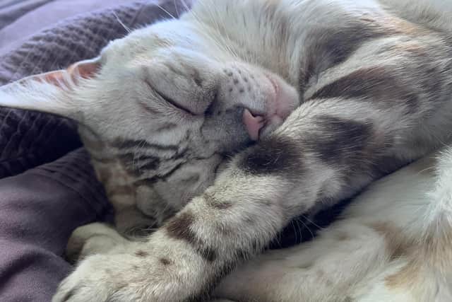 Another photo of Jasper shared by distraught owner, Charlan.