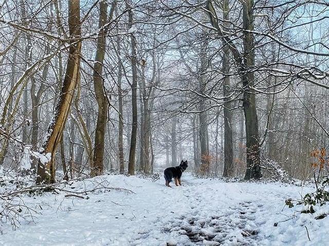 Dog walks in the snow. From Victoria Whittemore.