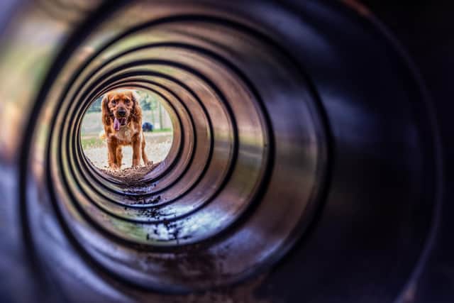 Welbeck Dog Park