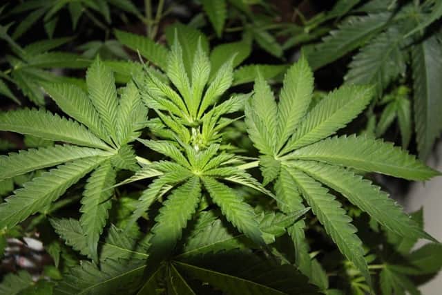 Police discovered evidence of a large cannabis factory in Sutton. Photo: Nottinghamshire Police