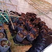 Police discovered more than 100 cannabis plants at a house in Mansfield. Photo: Nottinghamshire Police