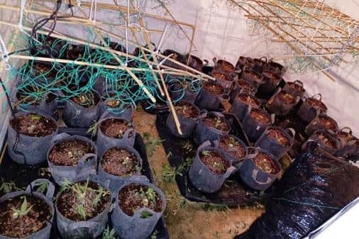 Police discovered more than 100 cannabis plants at a house in Mansfield. Photo: Nottinghamshire Police