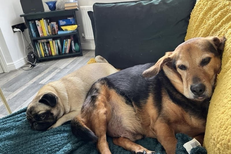 Ruby the pug is six and her companion Digger is a rescued dog from Cyprus, approximately 14 or 15.