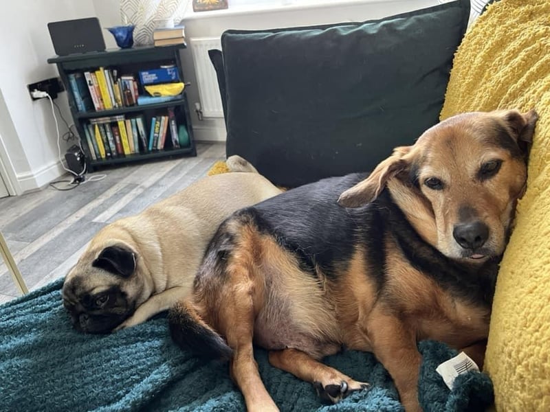 Ruby the pug is six and her companion Digger is a rescued dog from Cyprus, approximately 14 or 15.
