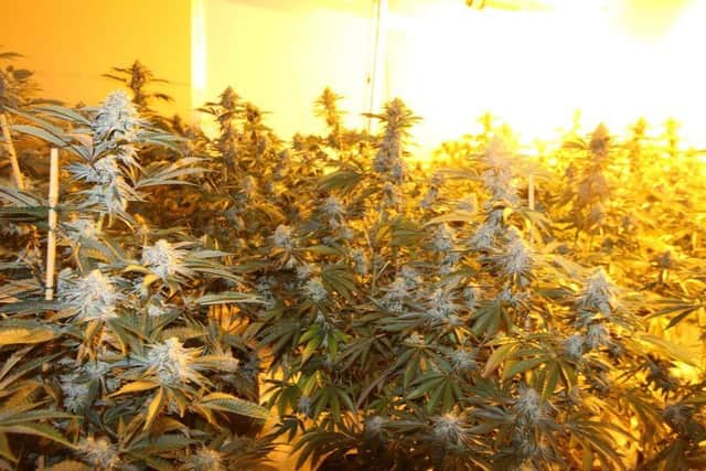 Over 250 cannabis plants worth £150,000 were seized by Nottinghamshire Police after successful warrants by policing teams.