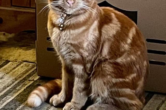 Milo is described as 'such a loving and caring cat' by his owner, Sherralee.