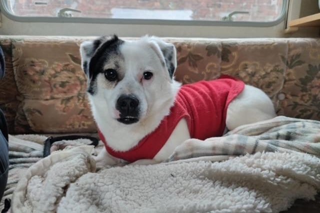 Photos: 11 rescue dogs in North Nottinghamshire in need of their ...