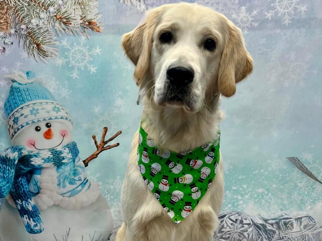 Every dog who is booked in for a groom during December will receive a themed bandana and have one of these gorgeous photos taken