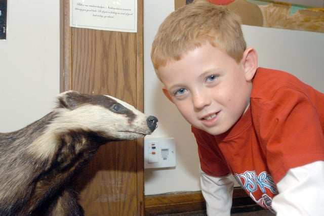 Eight year old Sam Maltby (at the time) pictured with a badger one of the exhibits that Mansfield Museum have brought out of their store room as part of their Summer Safari exhibition in 2006.