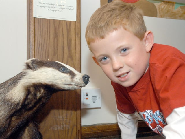 Eight year old Sam Maltby (at the time) pictured with a badger one of the exhibits that Mansfield Museum have brought out of their store room as part of their Summer Safari exhibition in 2006.
