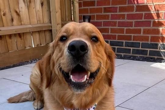 Here is Casper the friendly Golden Retriever. Casper's owner is Mansfield swimmer Ollie Hynd MBE.