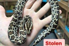 The small Burmese Python was taken from Mansfield Aquatic, Reptile & Pet Centre on Thursday, September 7.