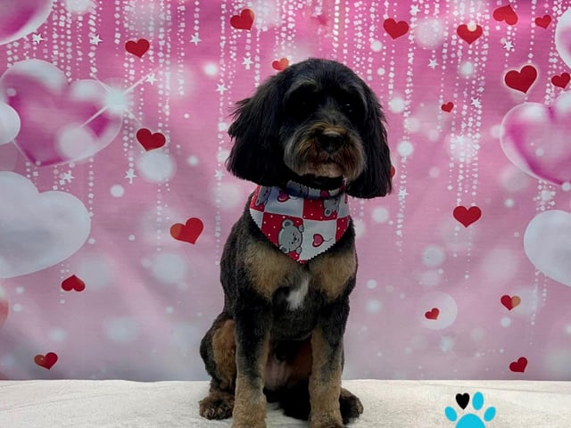 The business offers superfoods, natural treats, dog grooming, dog walking, and personalised gifts.