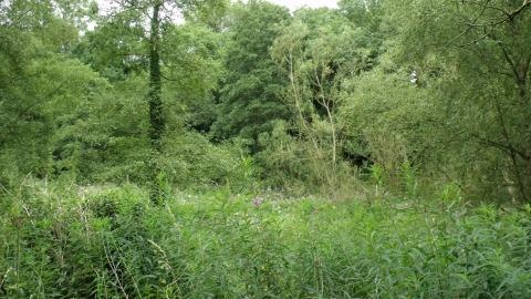 The Local Nature Reserve is located on a disused railway track and features areas of grassland and woodland. A portion of the site is designated as a Site of Special Scientific Interest (SSSI). It is leased to the Nottinghamshire Wildlife Trust, which manages parts of the area on behalf of Mansfield Council. The reserve contains some of the best remaining calcareous grassland in the county, along with notable examples of calcareous woodland, scrub, and interesting limestone crags and fissures. The River Meden flows through the Vale, providing important marsh and aquatic habitats, with alder trees lining the riverbanks. The reserve is open to the public and is part of the larger Pleasley Trails network.