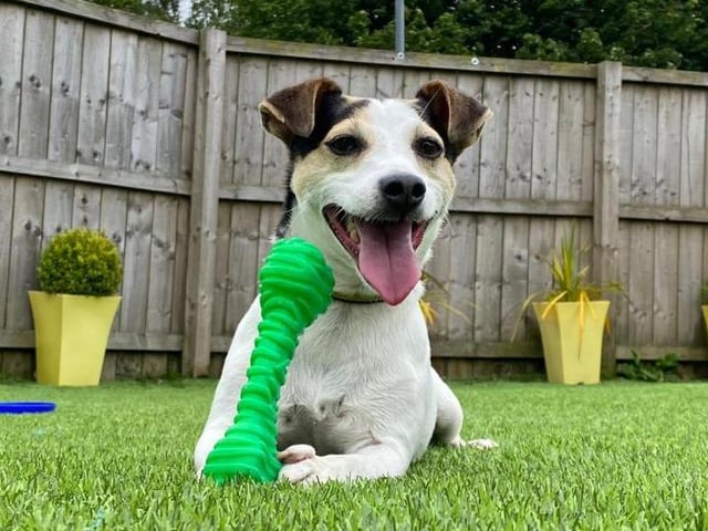 Patch is a six year old Jack Russell Terrier. He is a sensitive little man who can be shy when meeting new people, especially men. Once he has got to know you, he is friendly and happy spending time with you.