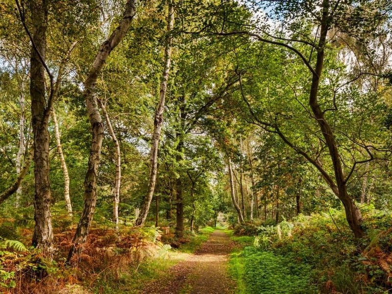 Imagine all the history associated with Sherwood Forest. Well, local author and historian Adrian Gray has pulled some of it together for an illustrated talk, ''Top Ten Scandals Of Sherwood Forest', that he is to give at Worksop Library next Wednesday afternoon (2.15 to 3.15). He recalls ten shocking events involving money, politics and sex that defined what happened to Sherwood.