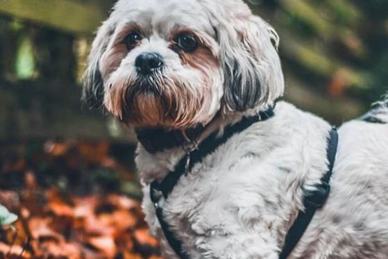 Sherlock the dog out on a walk - from @joeposkittphotography