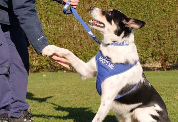 Meet Dexter. He is a male, two year-old Border Collie. He is extremely energetic and has high energy levels, but if he is bored or stressed, he will obsess over chasing shadows.
Dexter will need an active experienced family who have the time to commit to training such as fly ball, agility, dancing with dogs, trick training or scent work.
If Dexter’s mind is not stimulated with training and exercise he will revert to negative behaviours such as shadow chasing and barking.
Dexter is extremely affectionate and loves to play ball, returning the ball to his handler. He is very playful and enjoys the company of people and meeting new dogs whilst out and about. In the right home Dexter will thrive and make a fantastic loyal companion. He is not suited to living with cats and other dogs, but could live with kind secondary age children. To adopt him see: https://rspca-radcliffe.org.uk/animal/dexter/