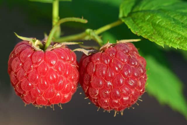 Trees and fruit plants are again being handed out by the council for Broxtowe residents to plant in their own gardens.