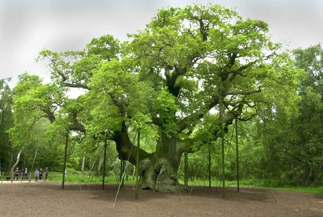 The protest is planned to take place outside The Major Oak in Sherwood Forest