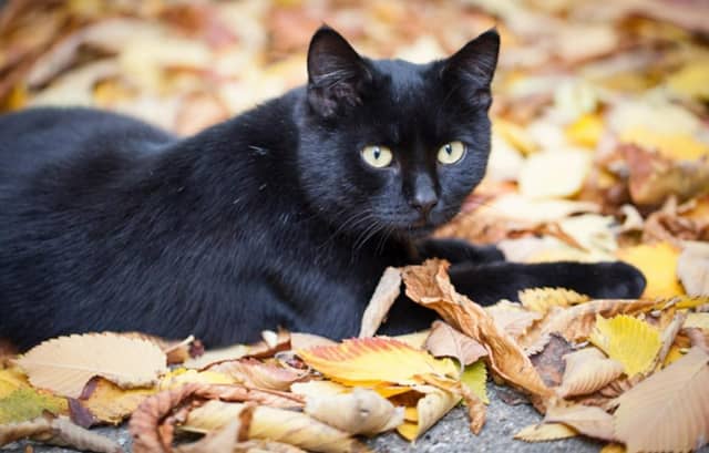 October 27 marks National Black Cat Day each year.