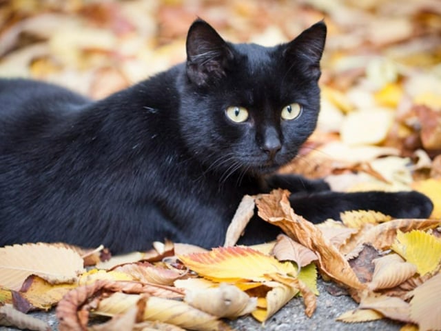 October 27 marks National Black Cat Day each year.