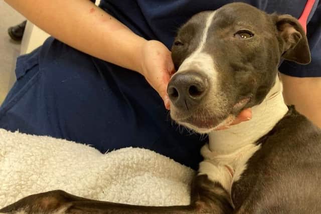 Here is Luna at the vets, receiving treatment and care after being hit by a car in Mansfield.